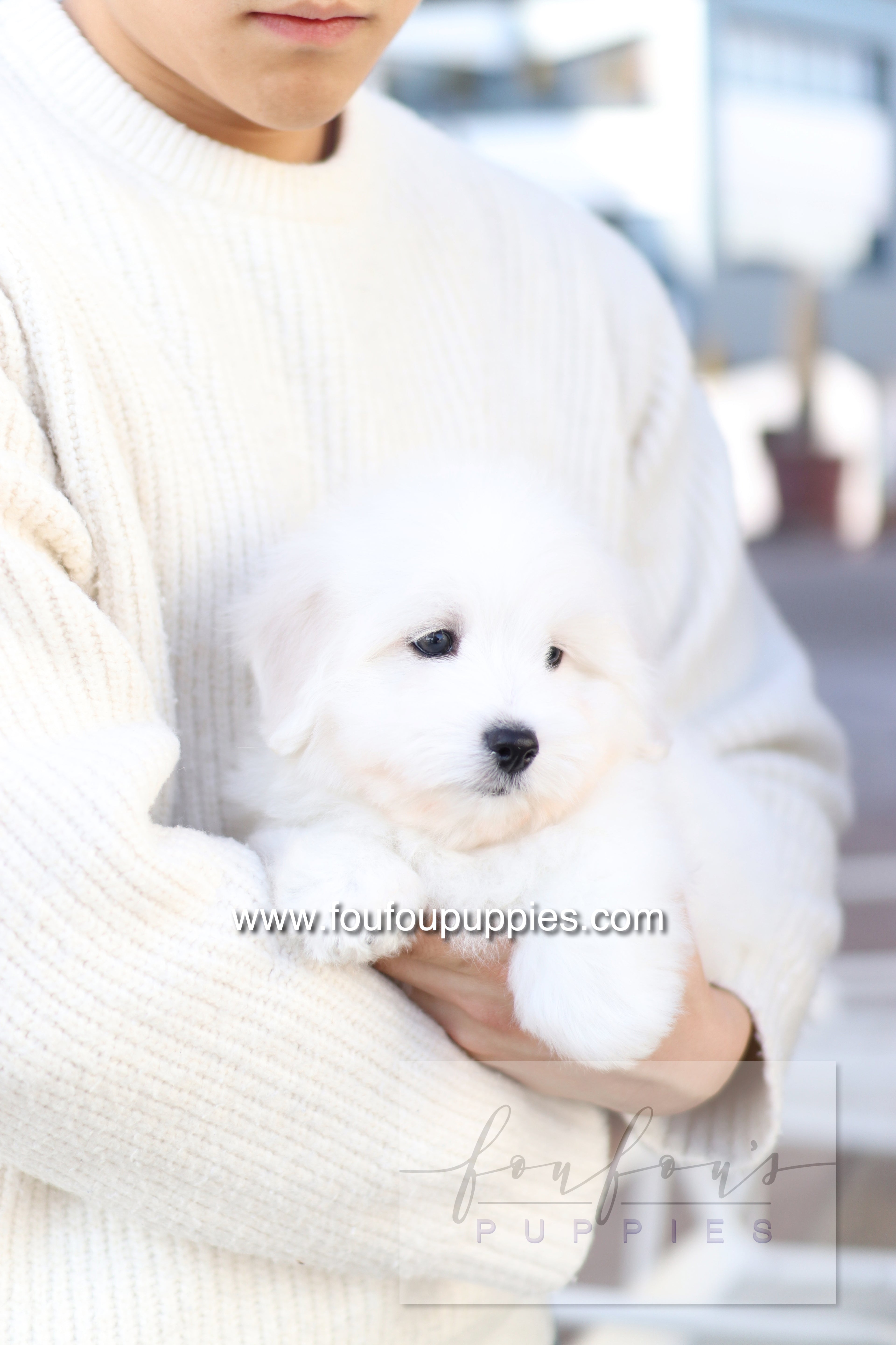 Ruben - Cotton de Tulear M.