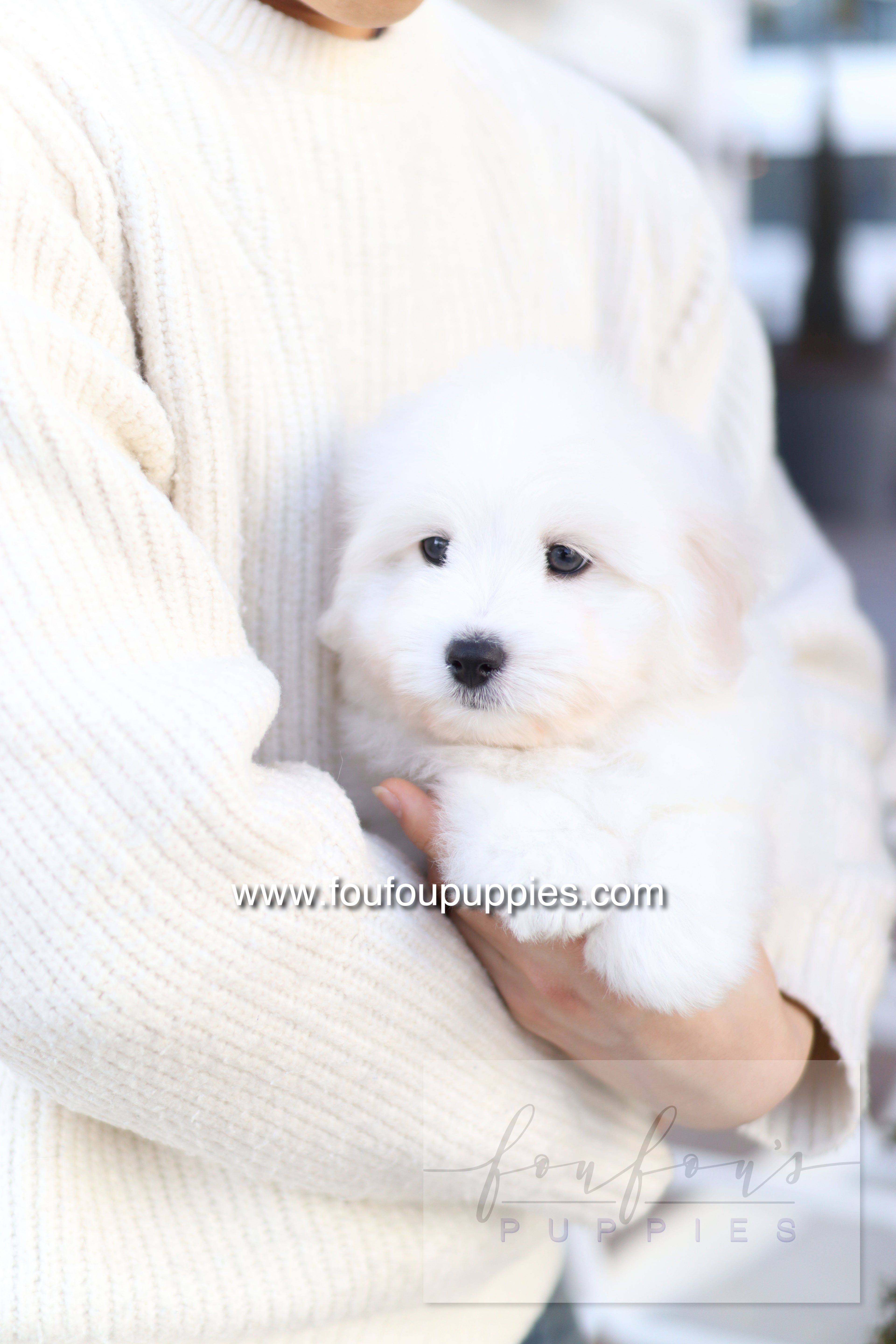 Ruben - Cotton de Tulear M.