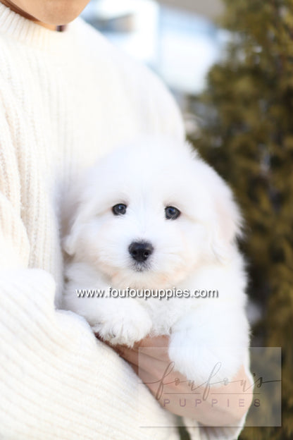 Ruben - Cotton de Tulear M.