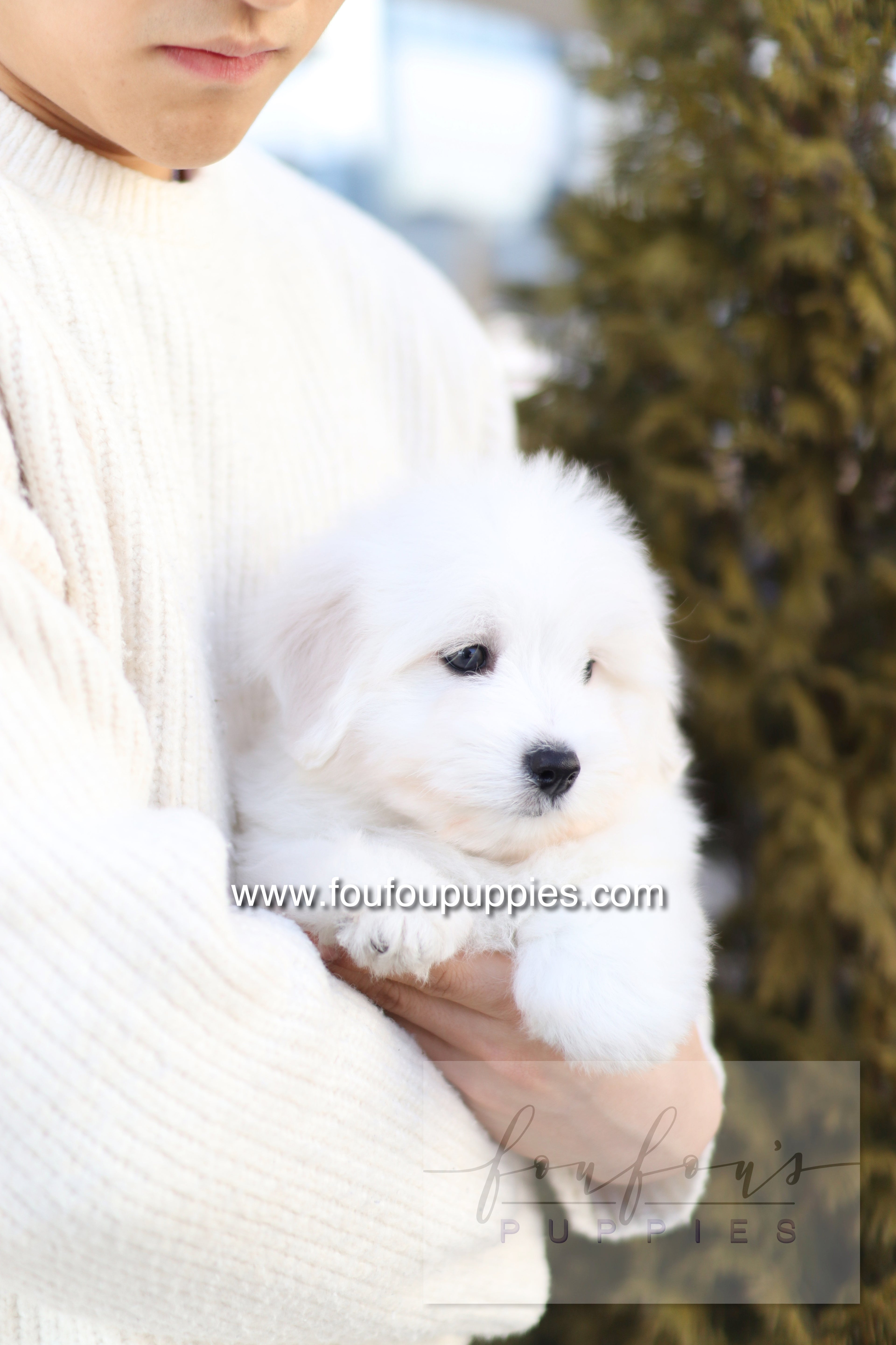 Ruben - Cotton de Tulear M.