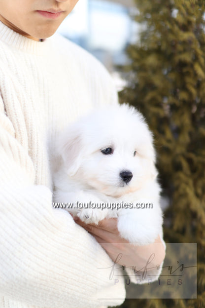 Ruben - Cotton de Tulear M.