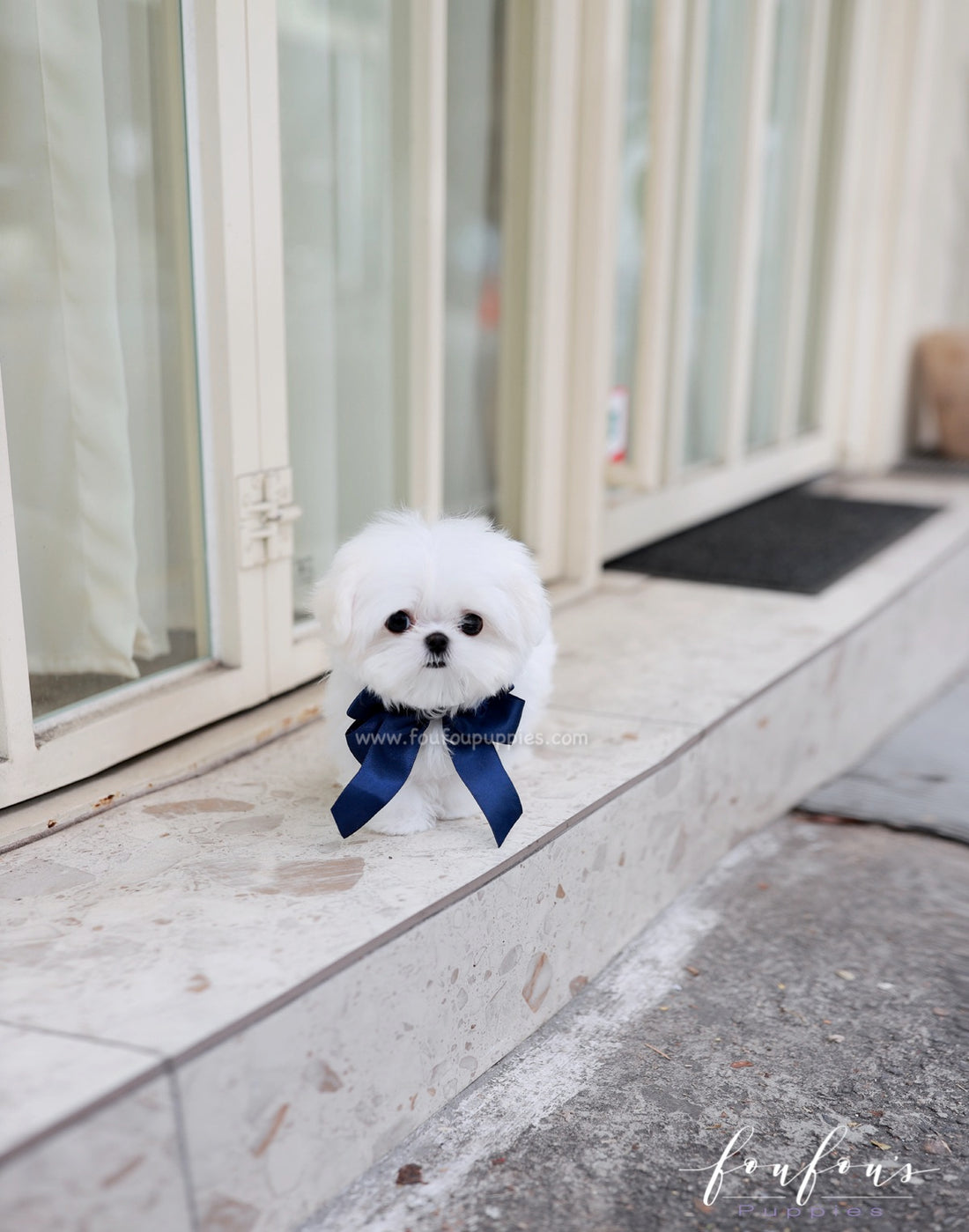 Marshmallow - Maltese M.