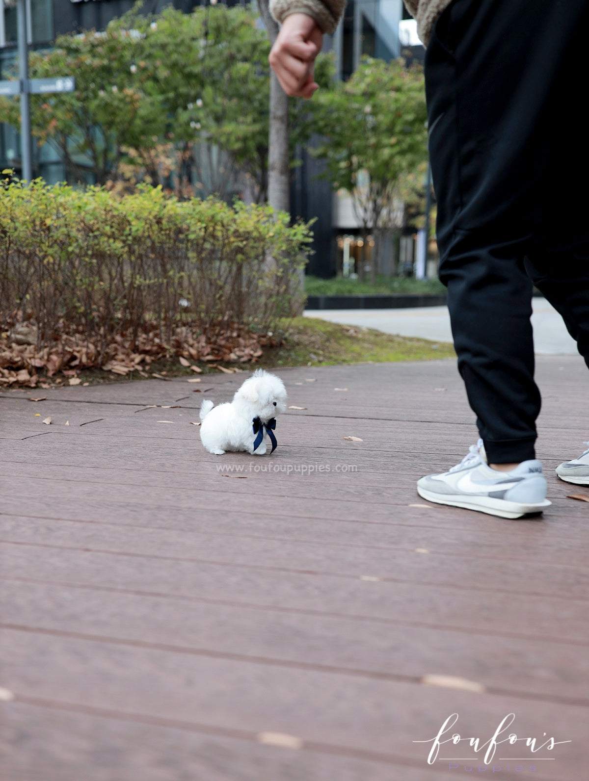 Marshmallow - Maltese M.