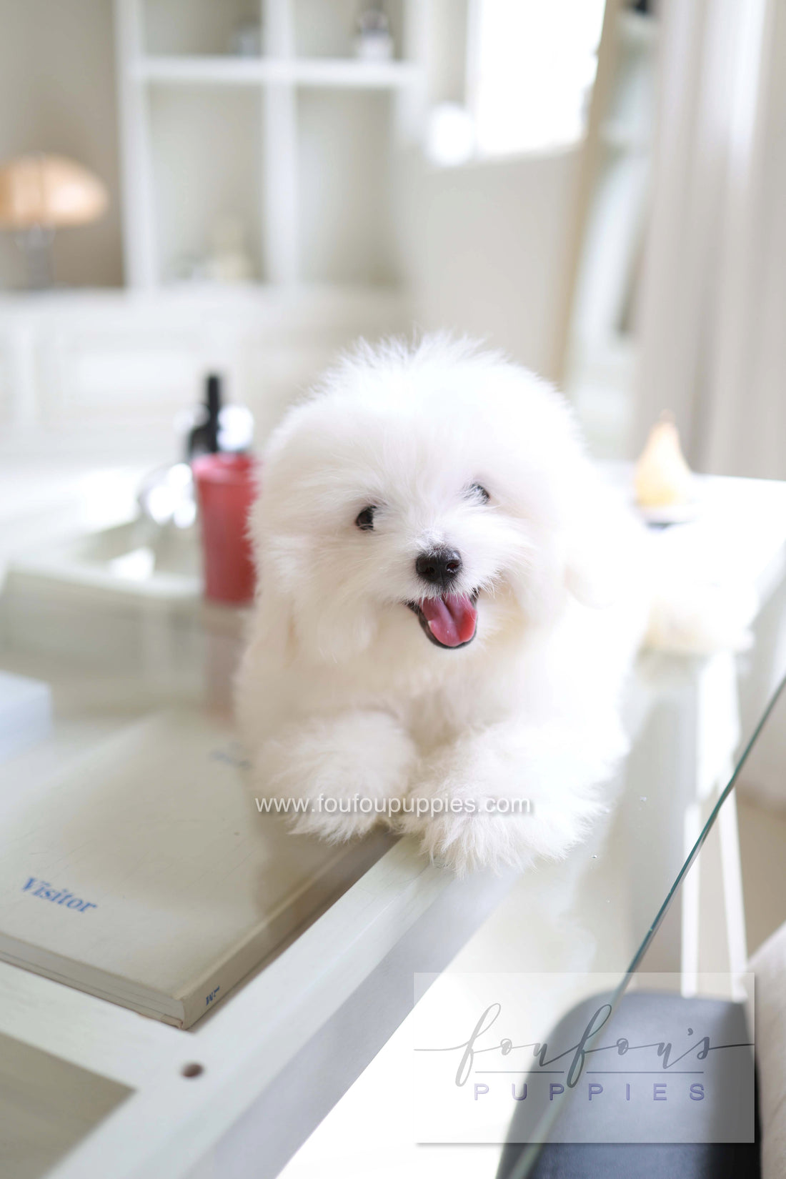 Barney - Coton De Tulear M.