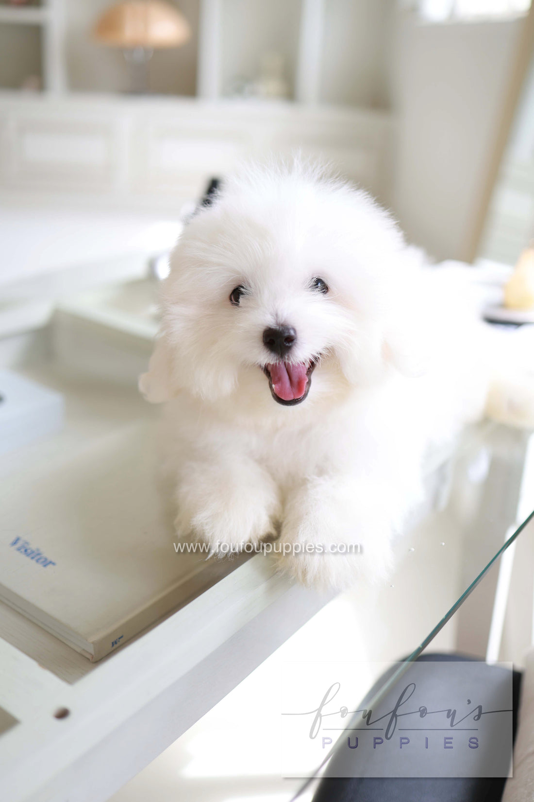 Barney - Coton De Tulear M.