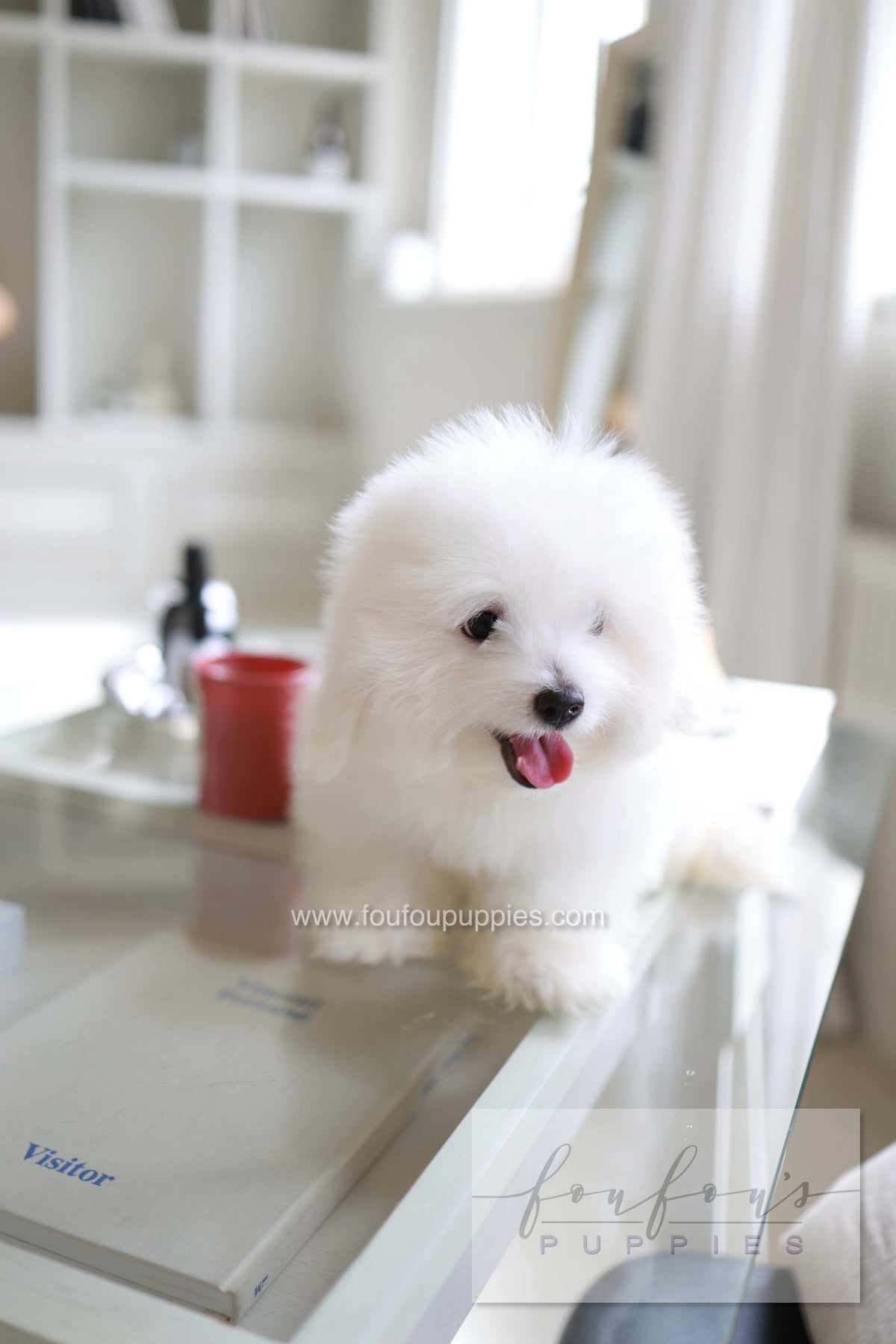 Barney - Coton De Tulear M.