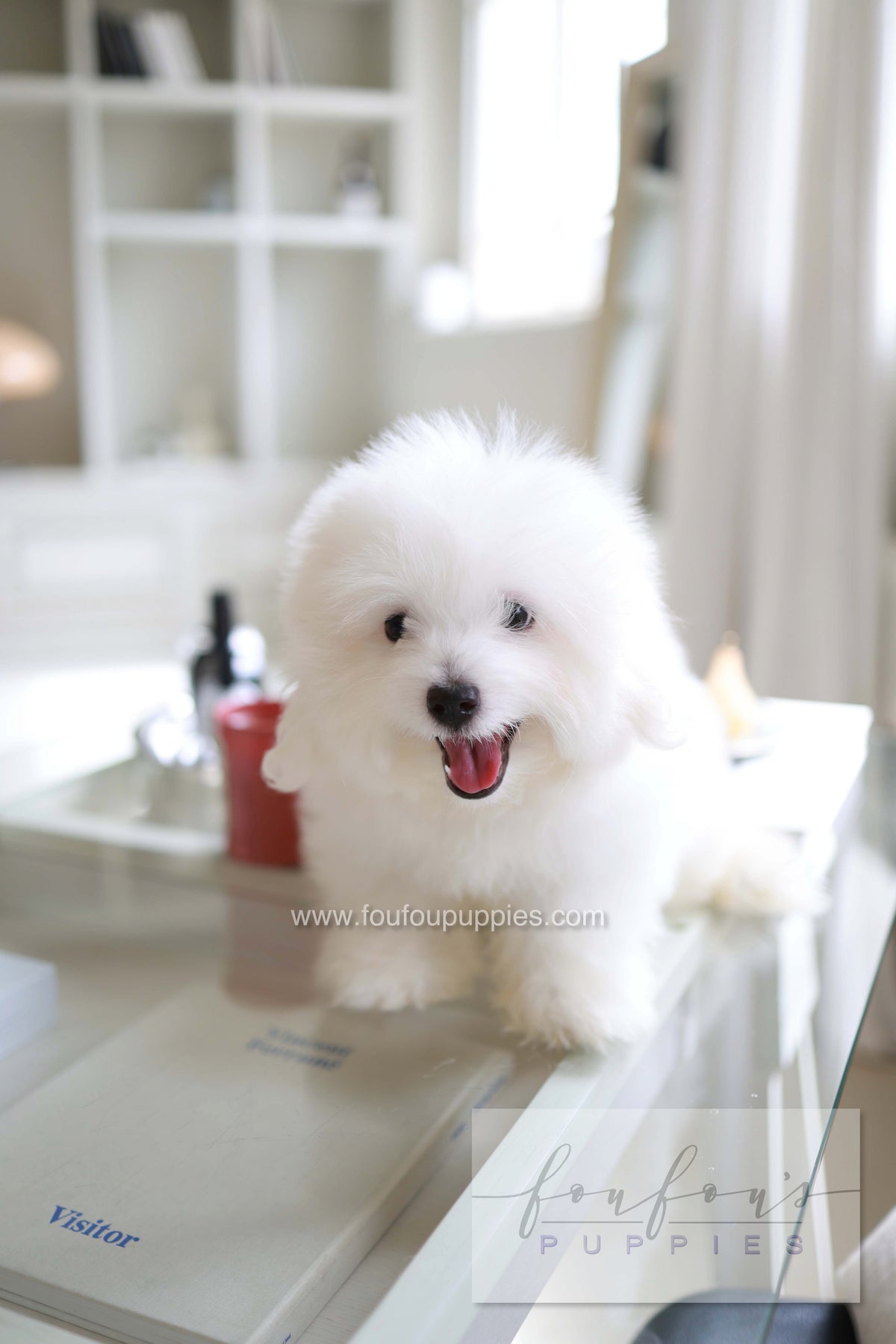 Barney - Coton De Tulear M.