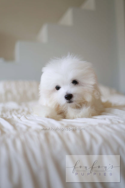 Barney - Coton De Tulear M.