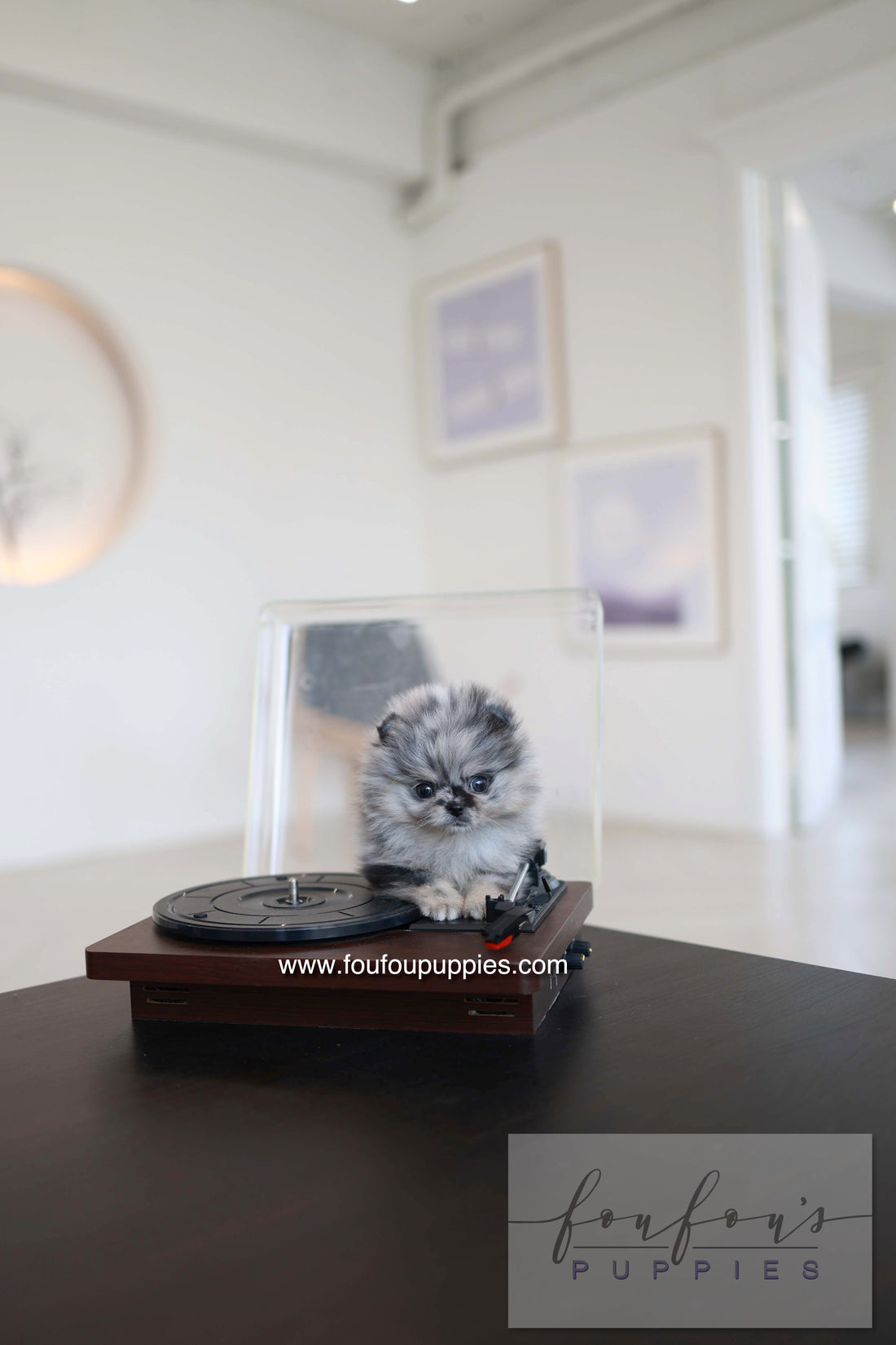 Clyde - Pomeranian M.