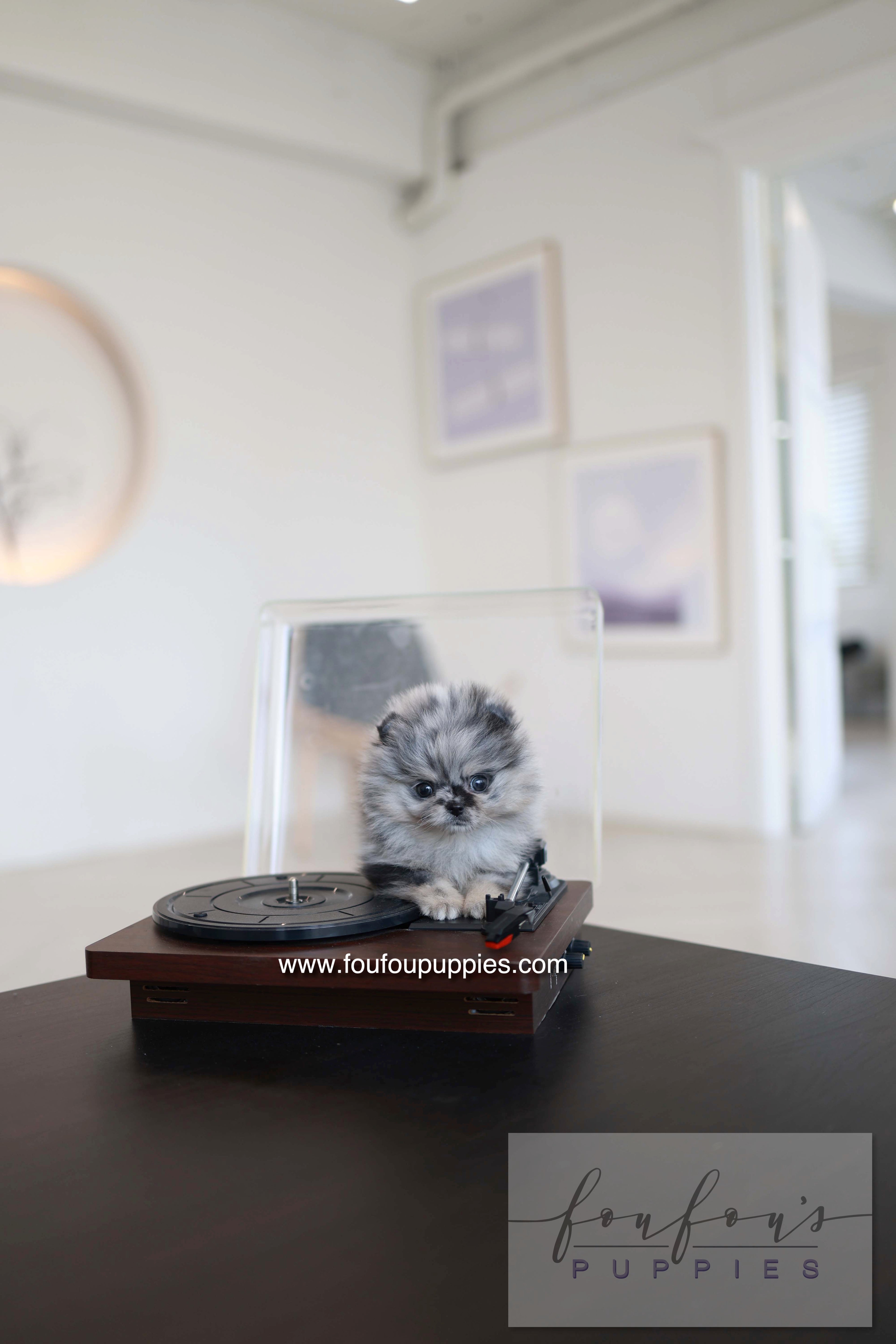 Clyde - Pomeranian M.
