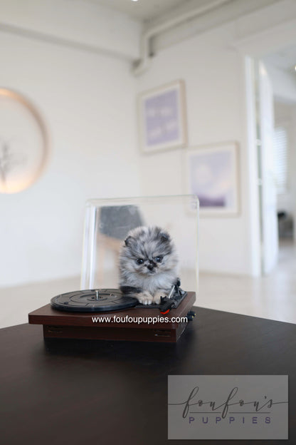 Clyde - Pomeranian M.