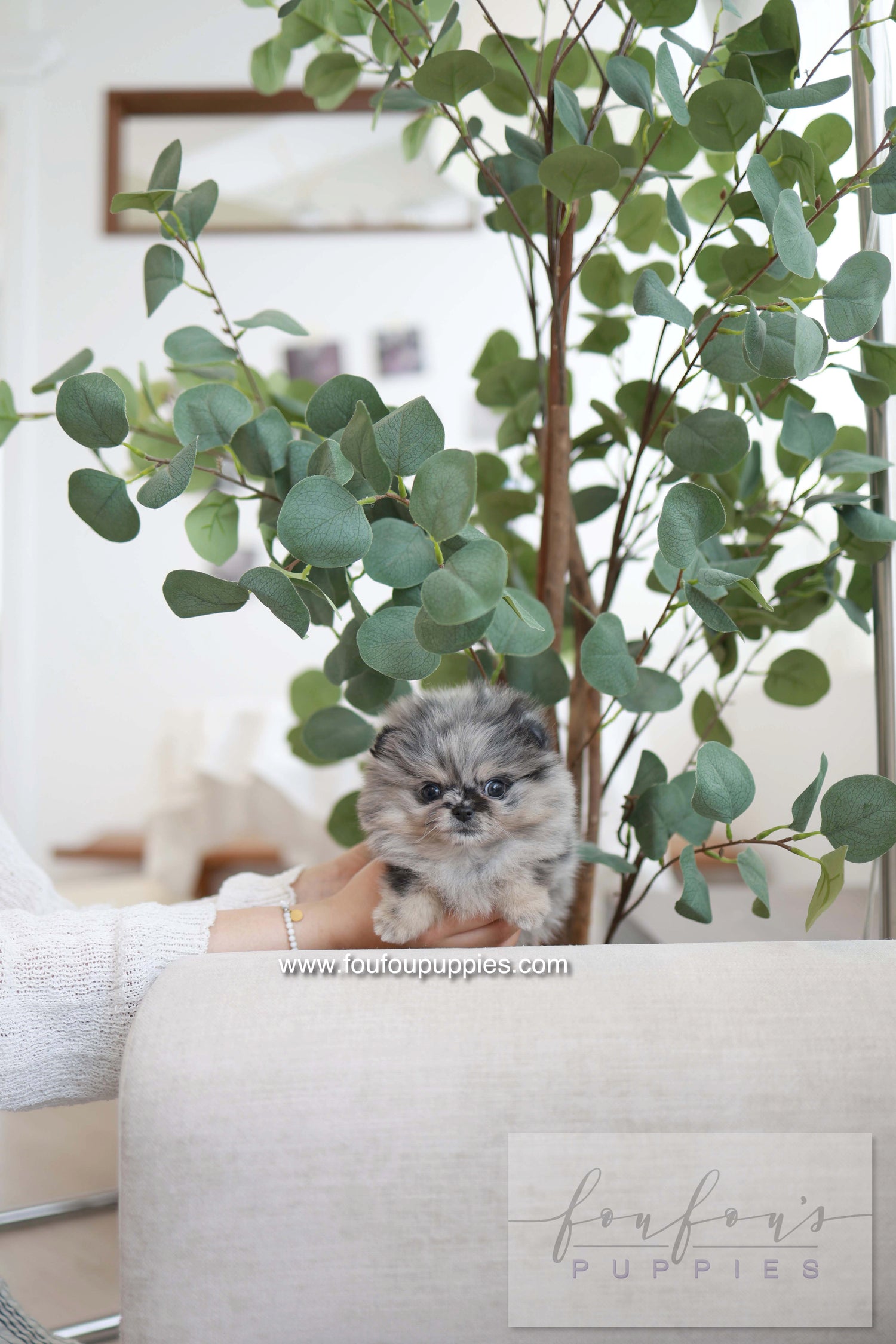 Clyde - Pomeranian M.