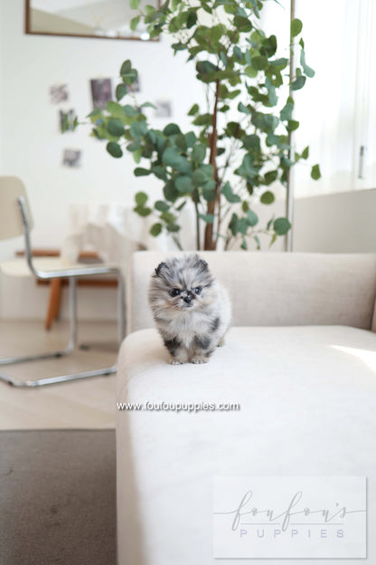 Clyde - Pomeranian M.