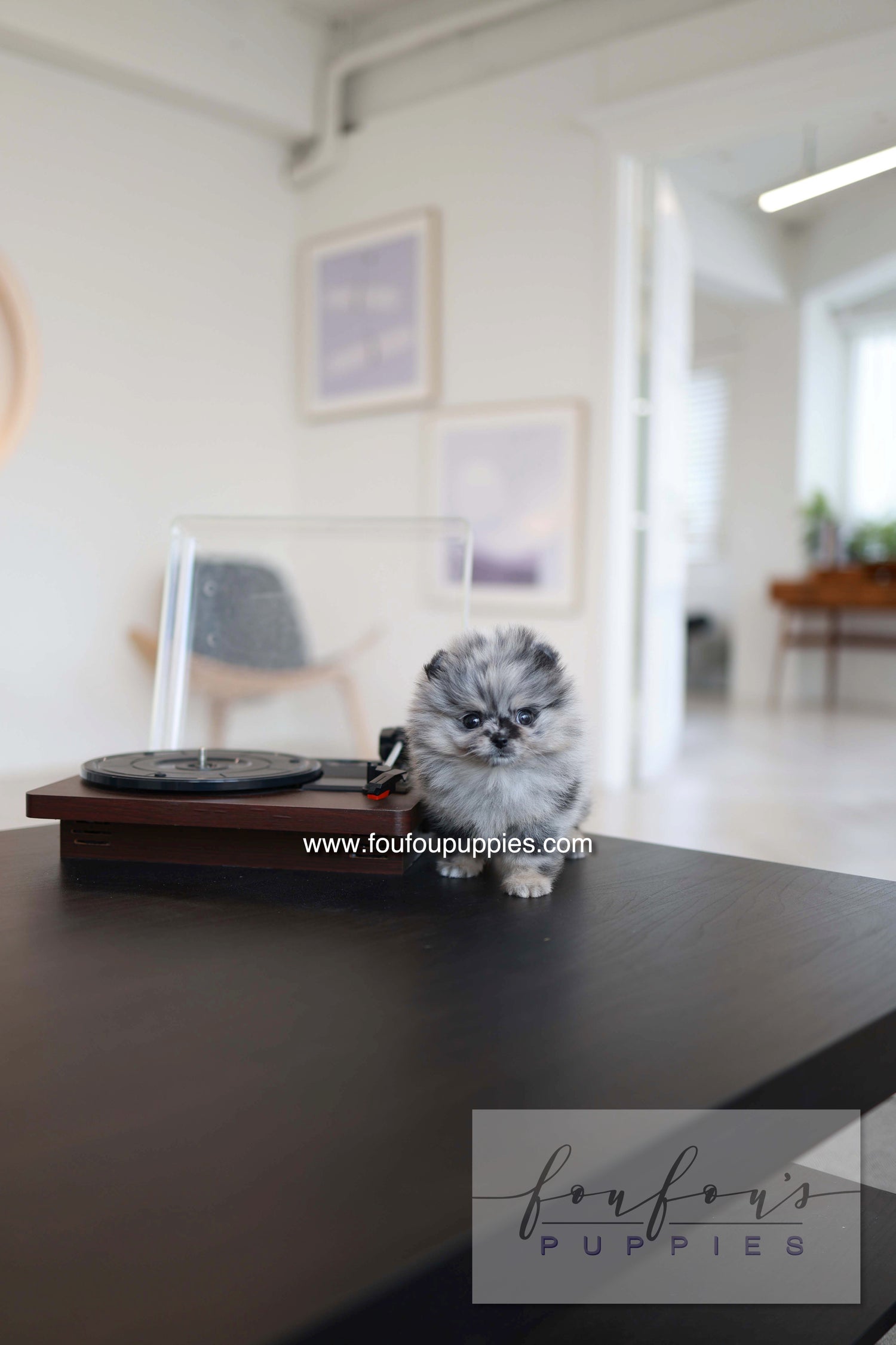 Clyde - Pomeranian M.