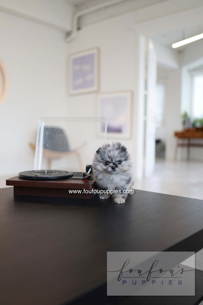 Clyde - Pomeranian M.