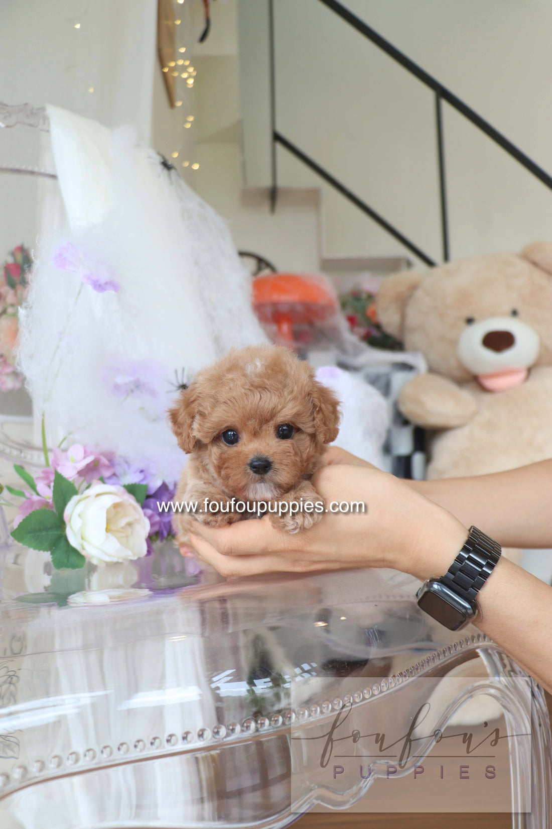 Theo - Maltipoo M.