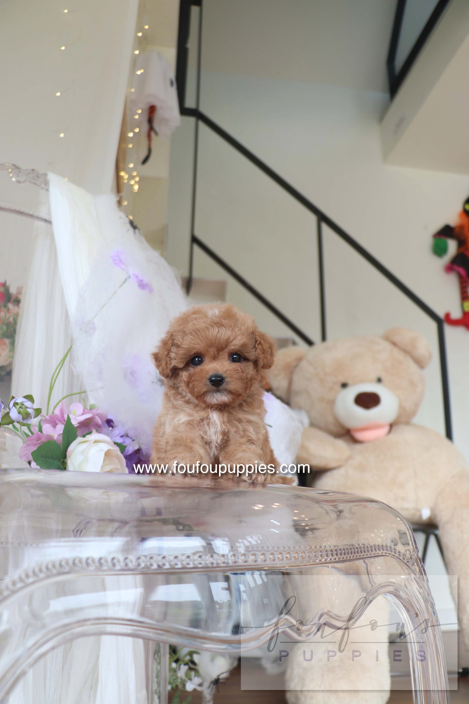 Theo - Maltipoo M.