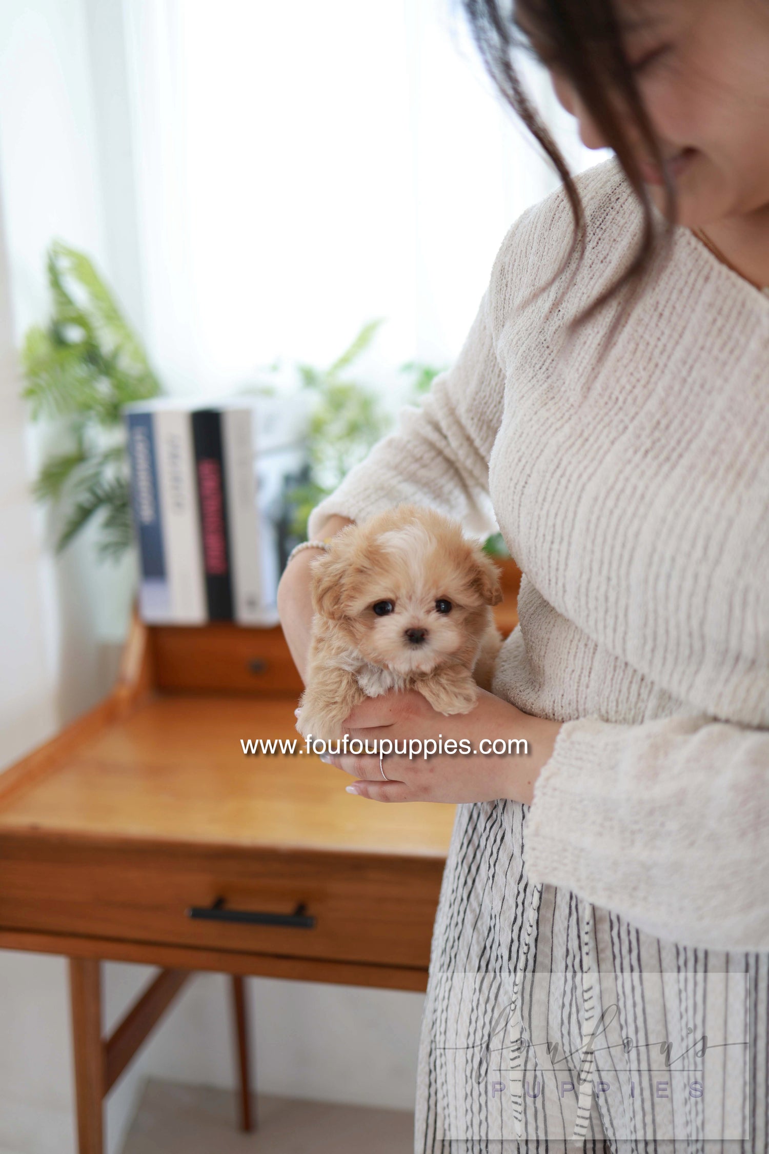 Honey - Maltipoo F.
