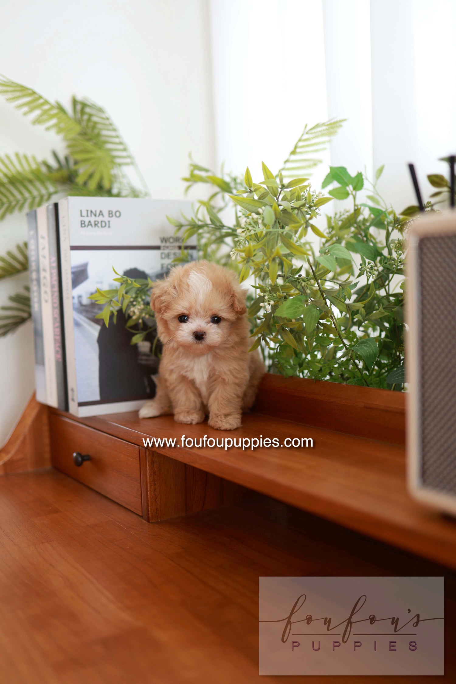 Honey - Maltipoo F.