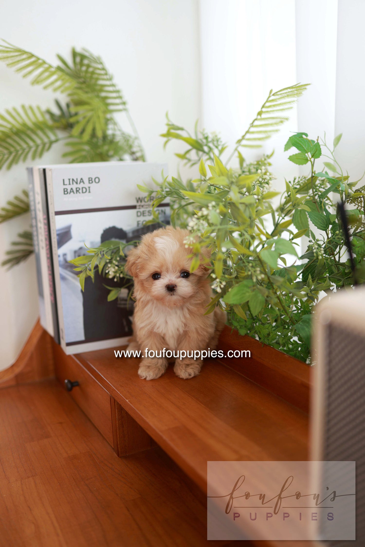 Honey - Maltipoo F.