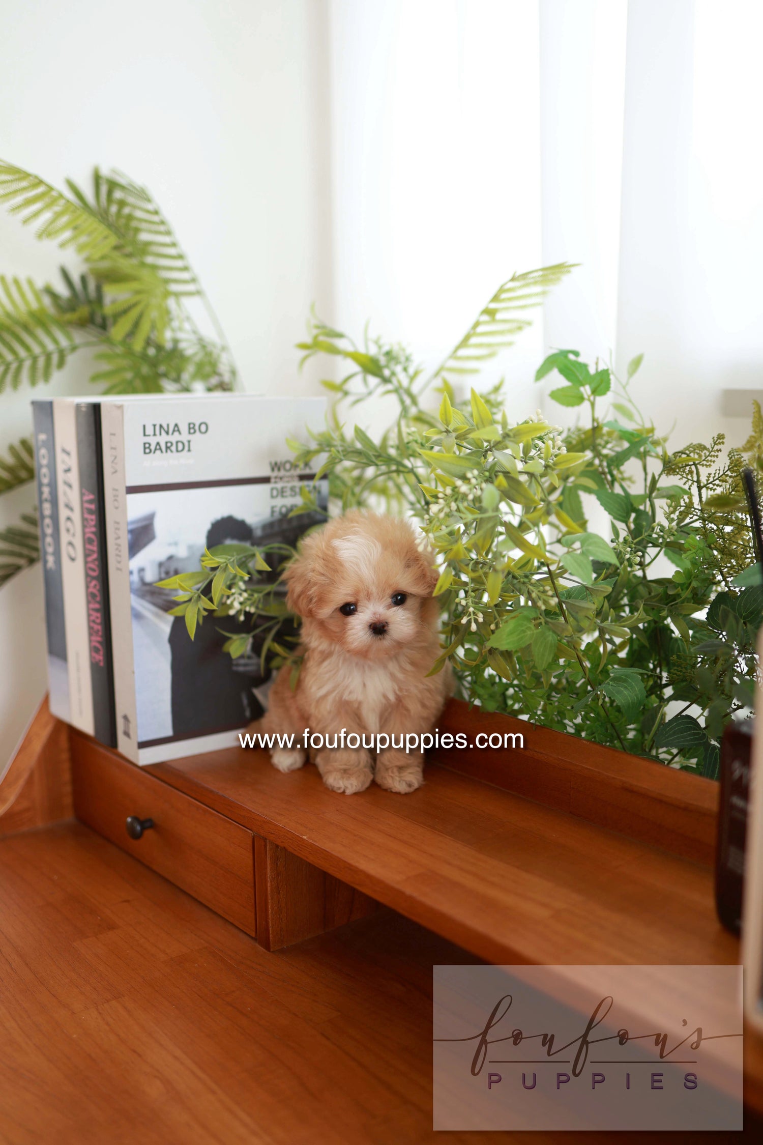 Honey - Maltipoo F.