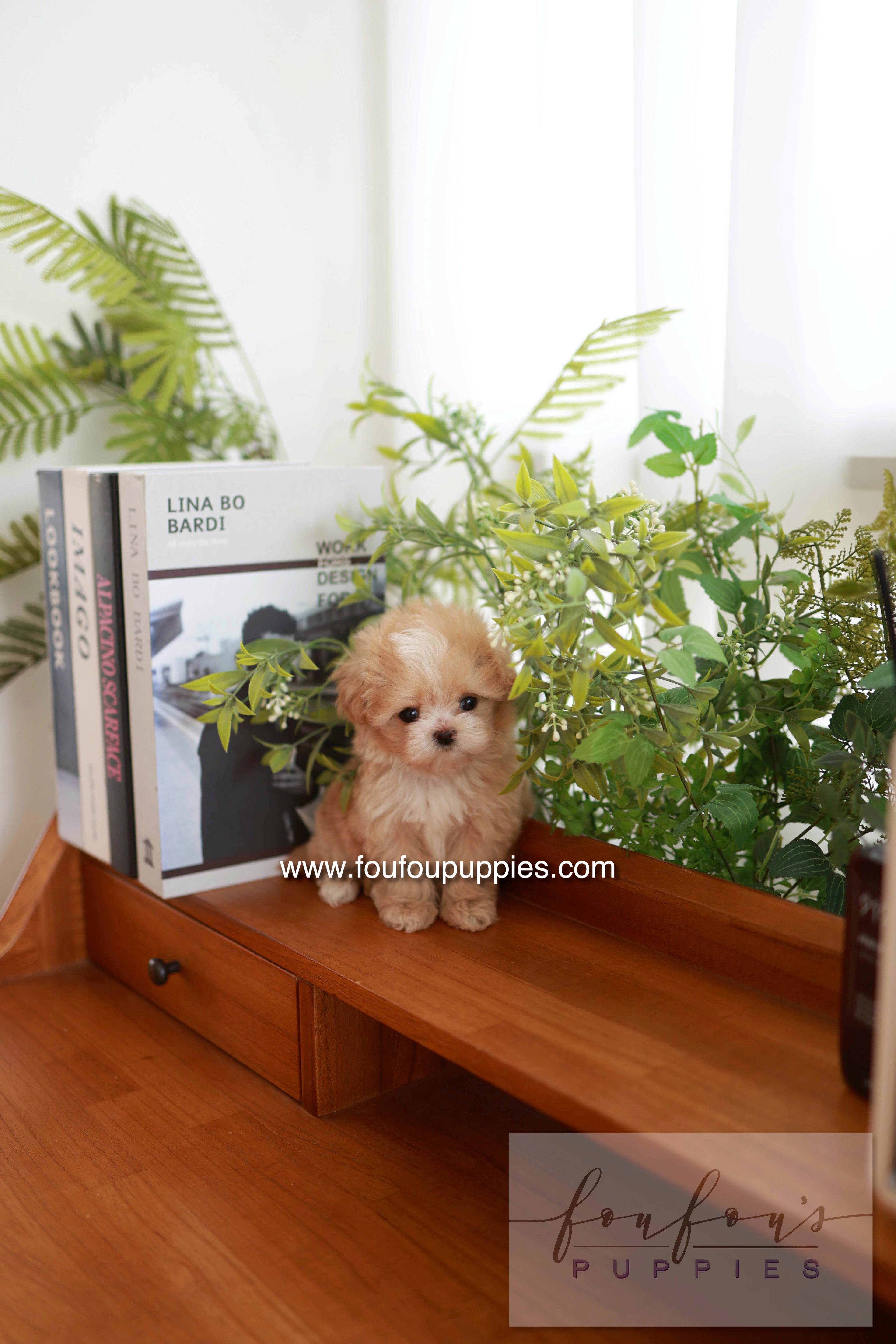 Honey - Maltipoo F.