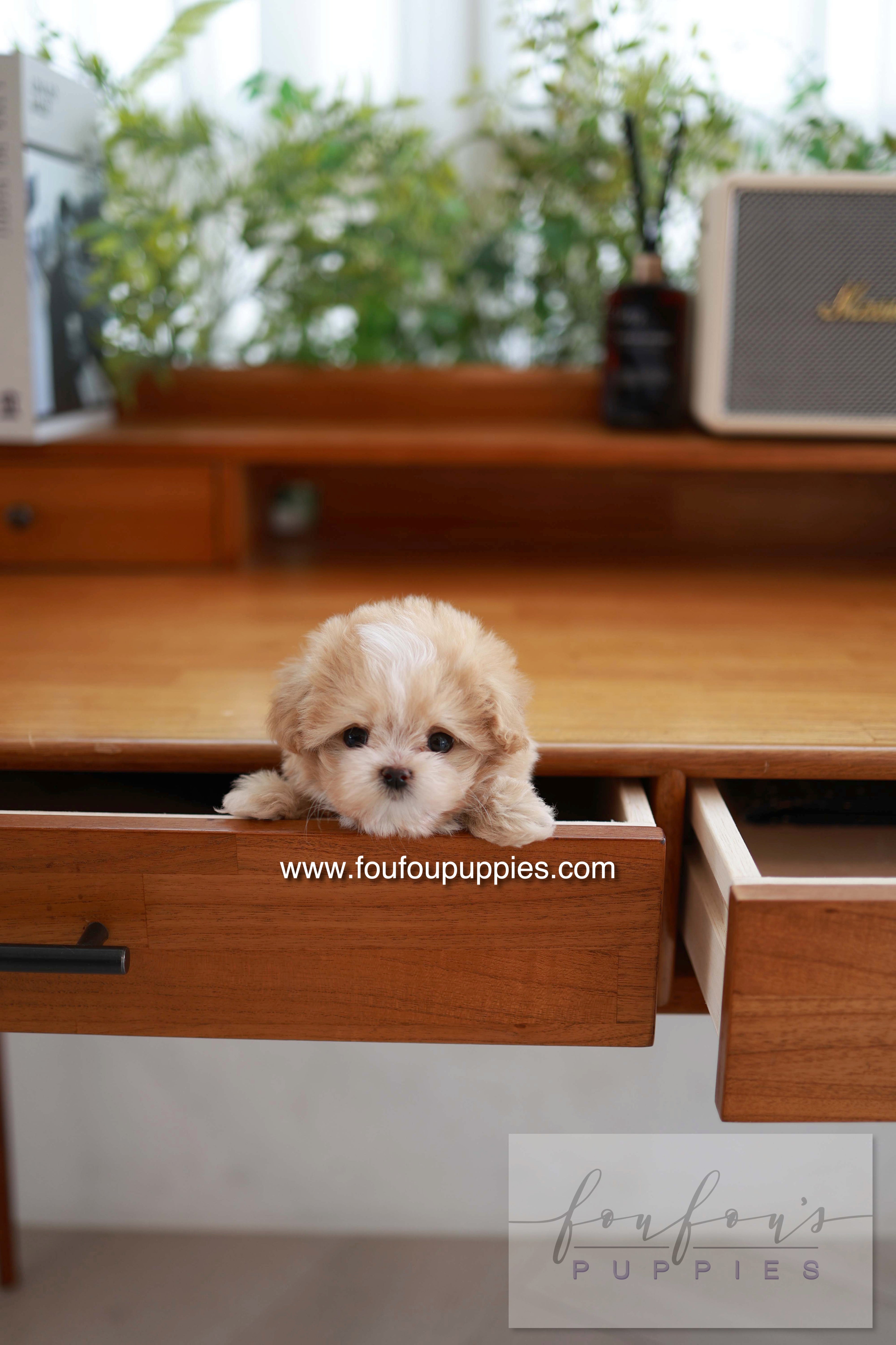 Honey - Maltipoo F.