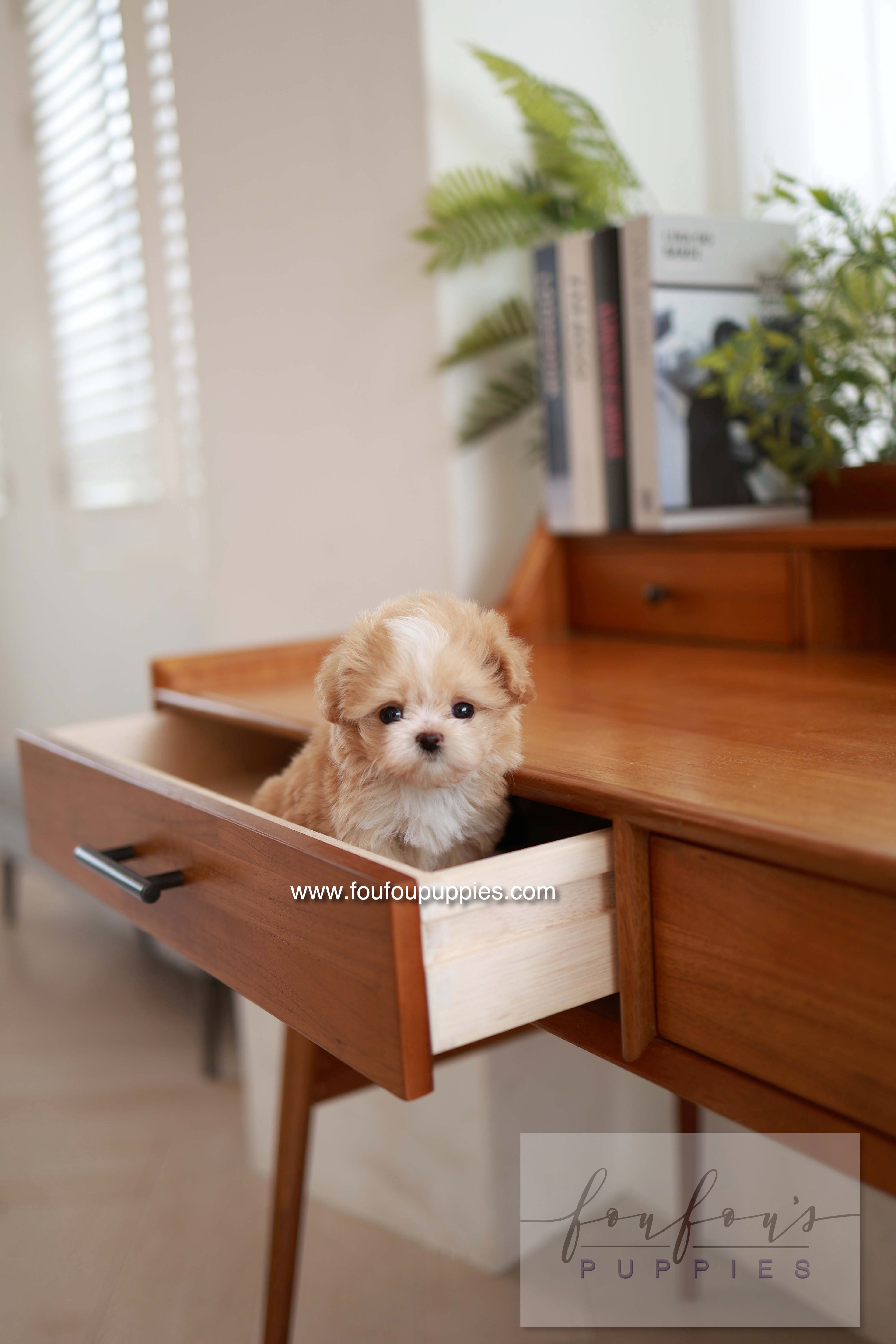 Honey - Maltipoo F.