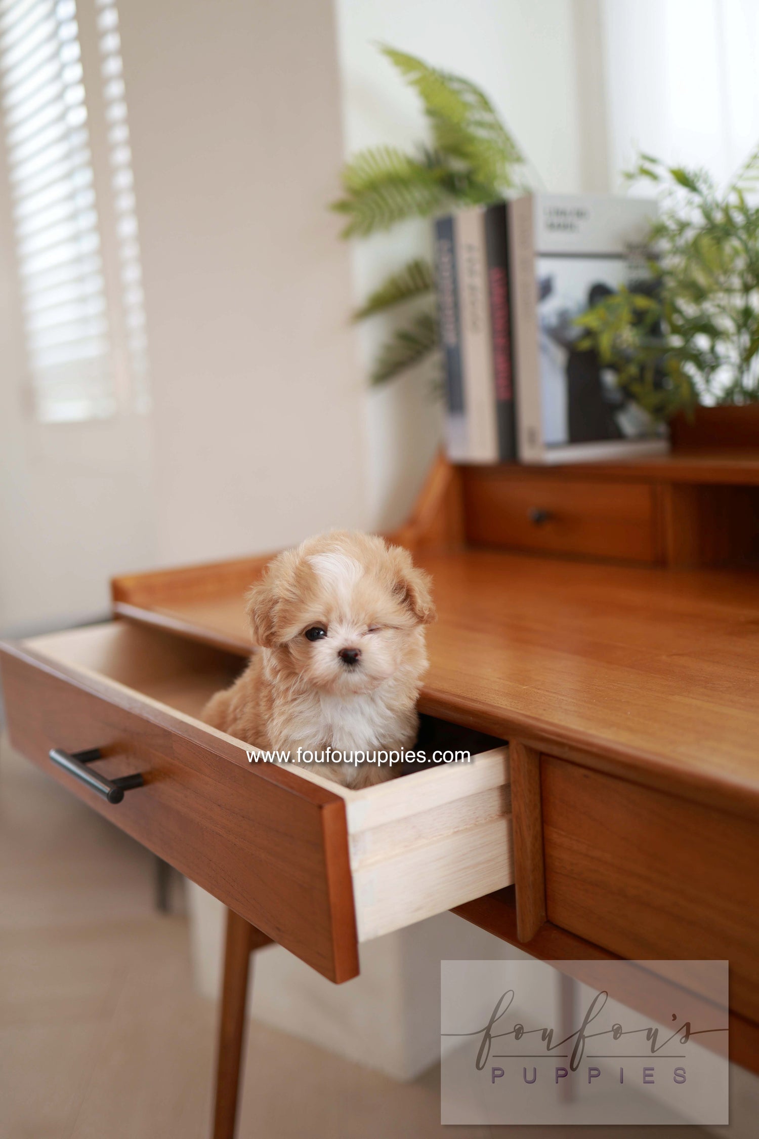 Honey - Maltipoo F.
