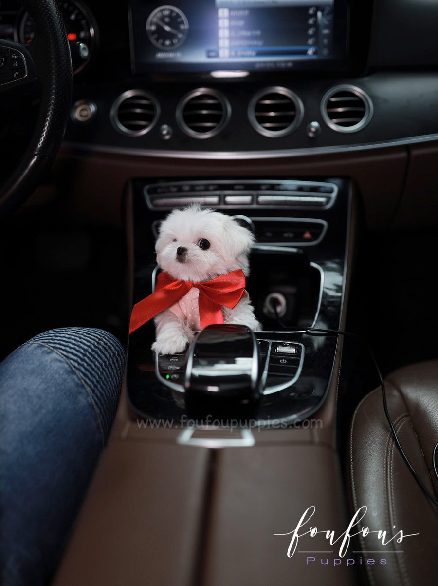 Arthur - Maltese M.