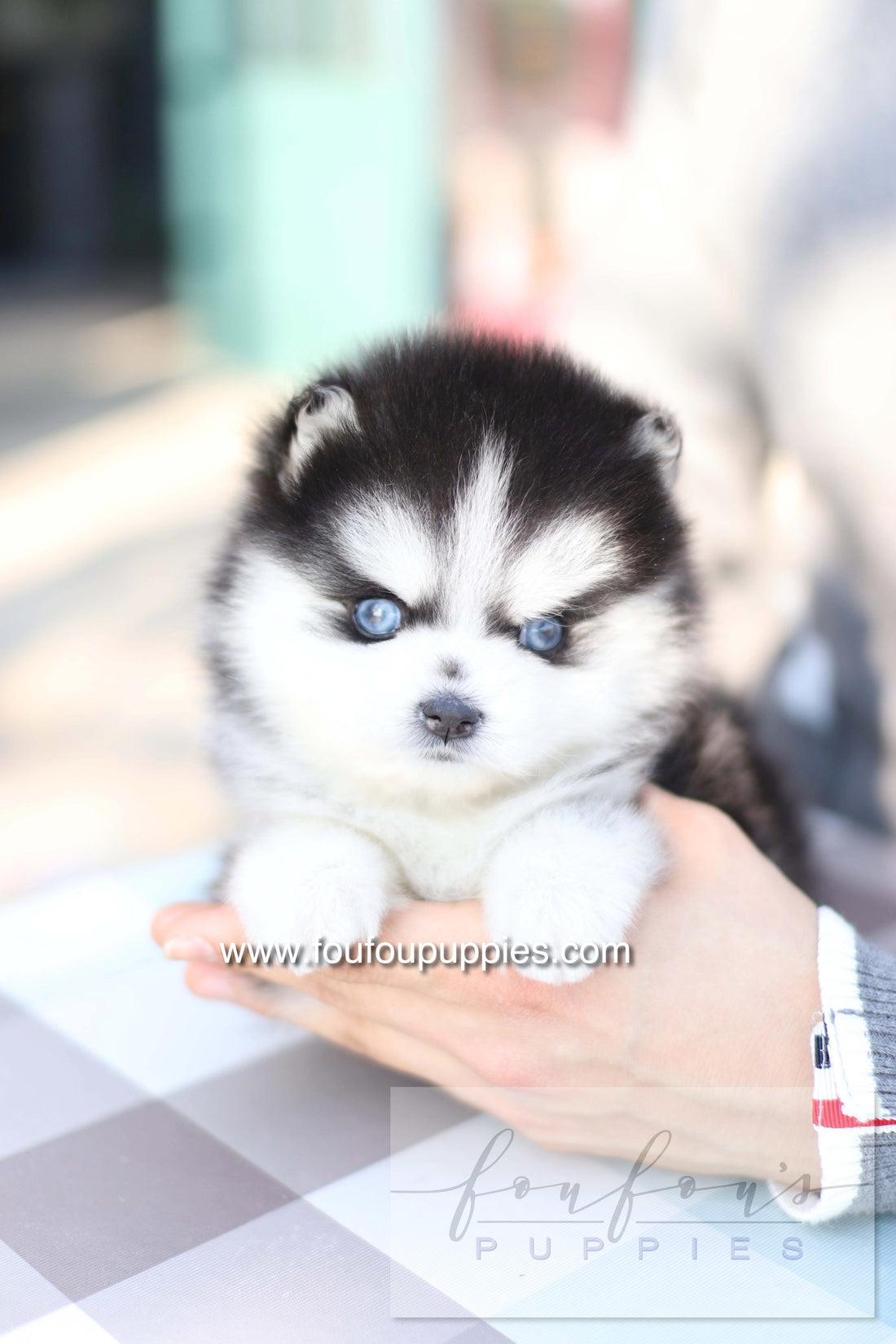 Hiroshi - Pomsky M.