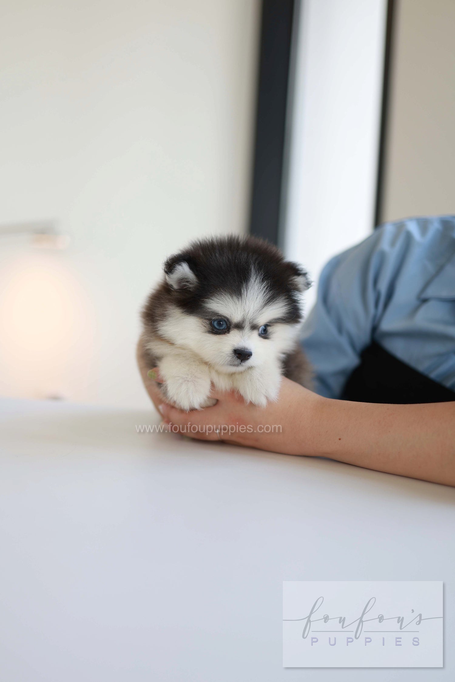 Atom - Pomsky M.