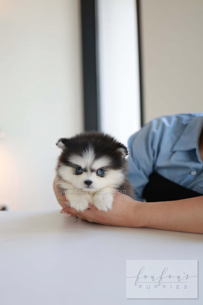 Atom - Pomsky M.
