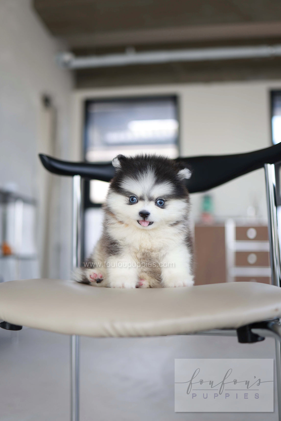 Atom - Pomsky M.