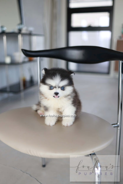 Atom - Pomsky M.