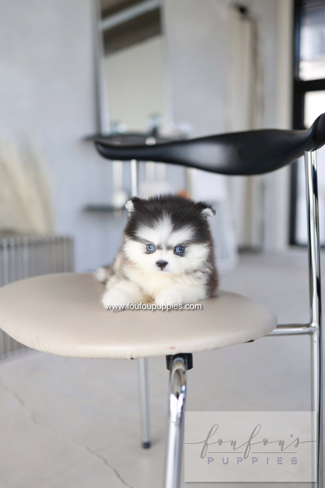 Atom - Pomsky M.