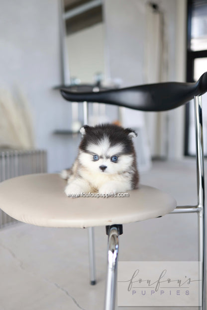 Atom - Pomsky M.