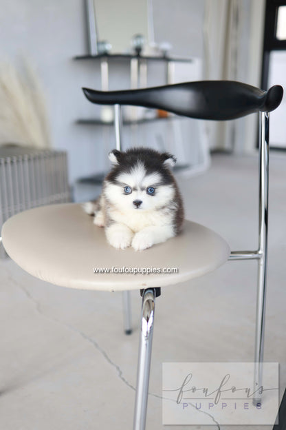 Atom - Pomsky M.