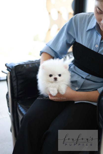 Miso - Pomeranian M.