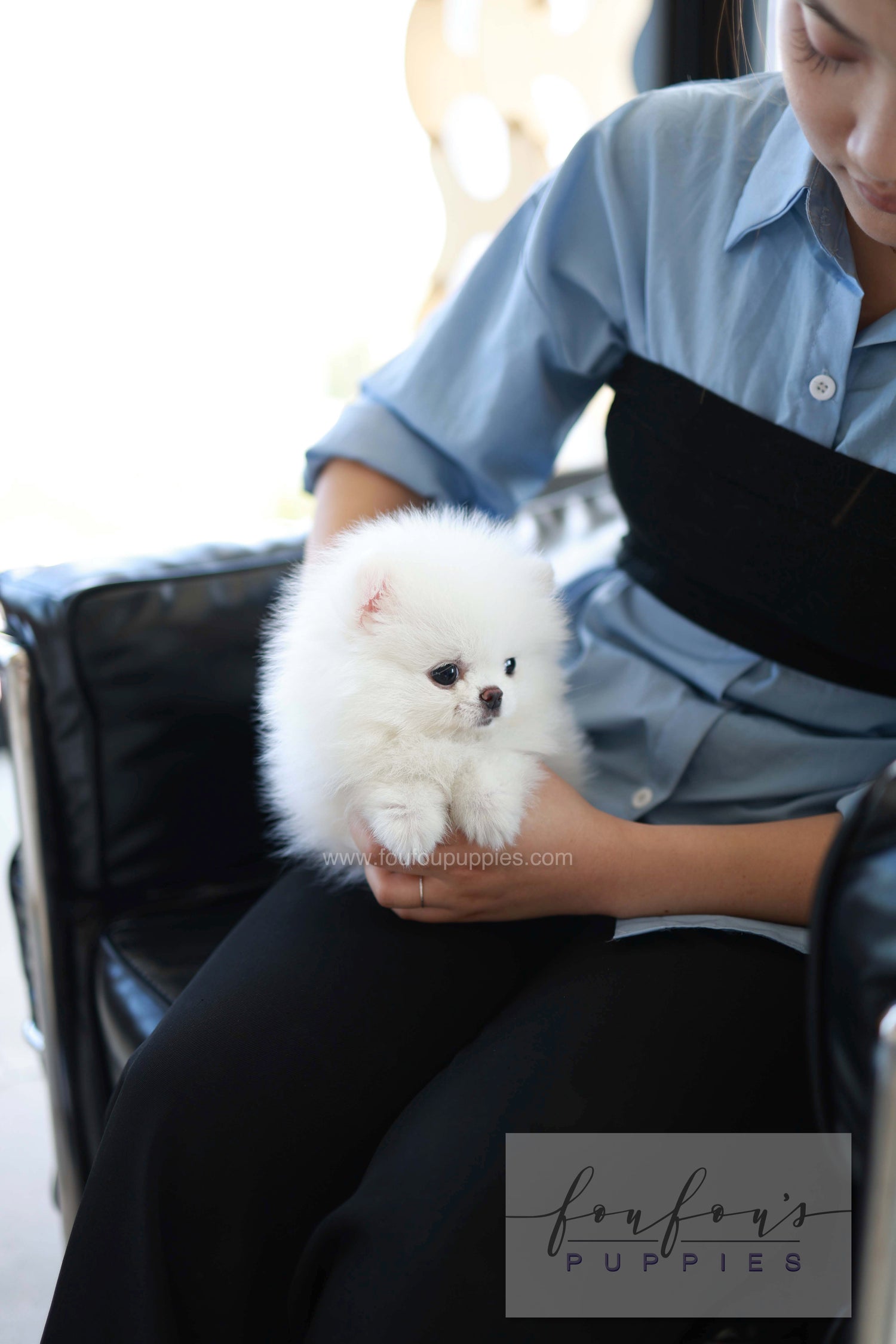 Miso - Pomeranian M.
