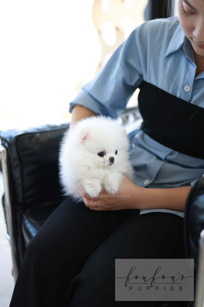 Miso - Pomeranian M.
