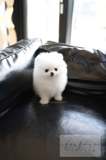 Miso - Pomeranian M.