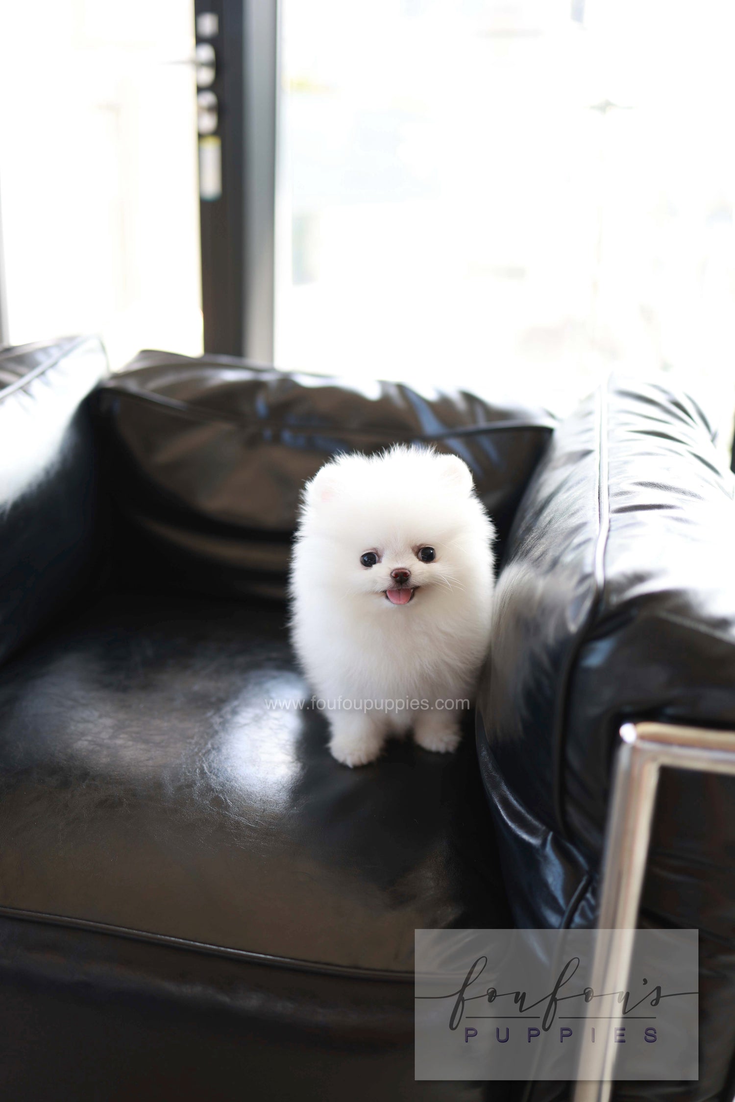 Miso - Pomeranian M.