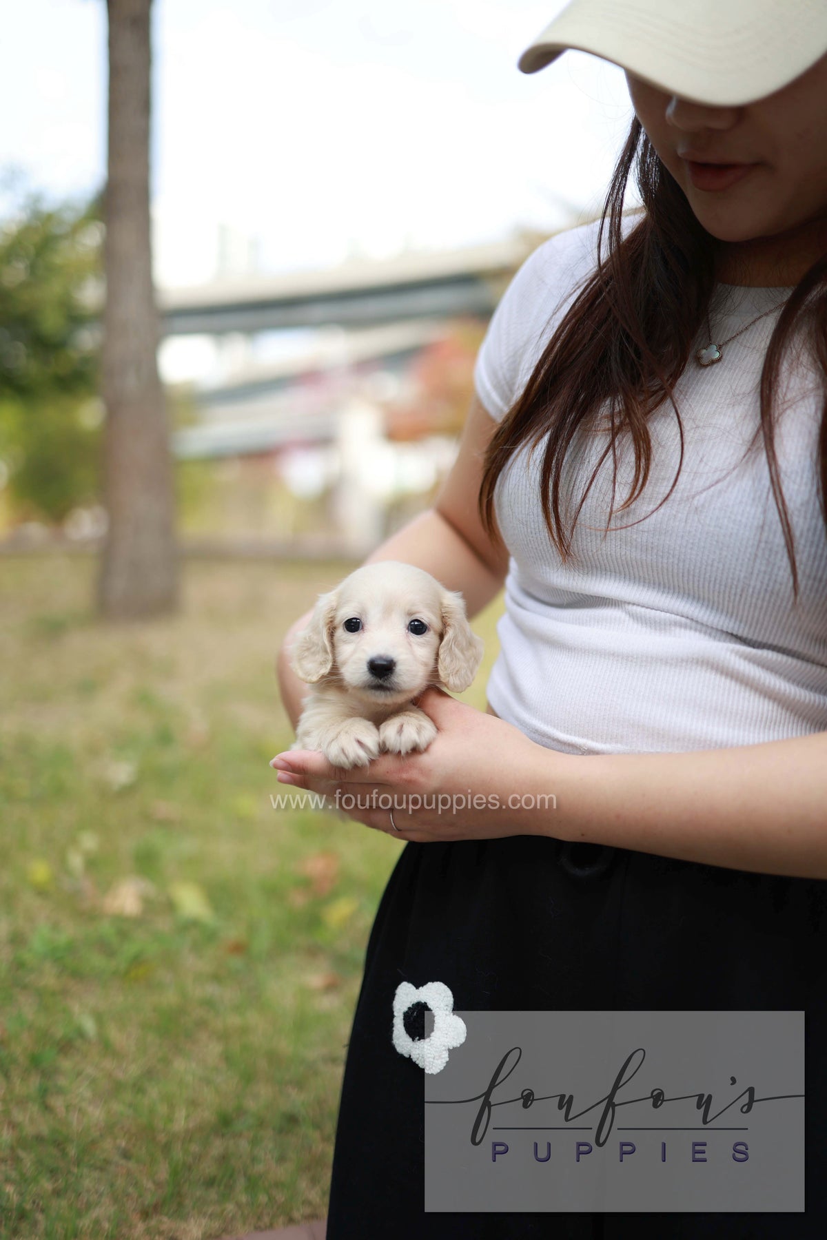 Winnie - Dachshund F.
