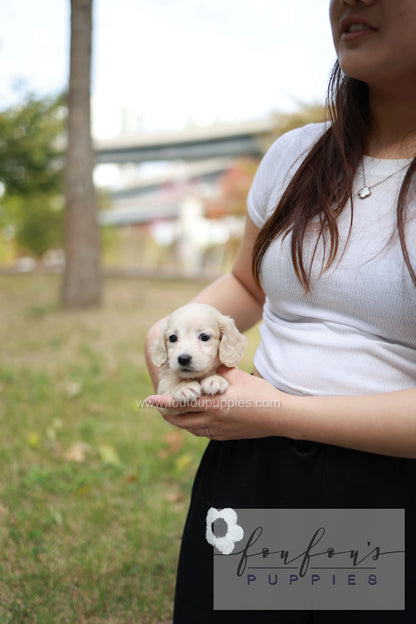 Winnie - Dachshund F.