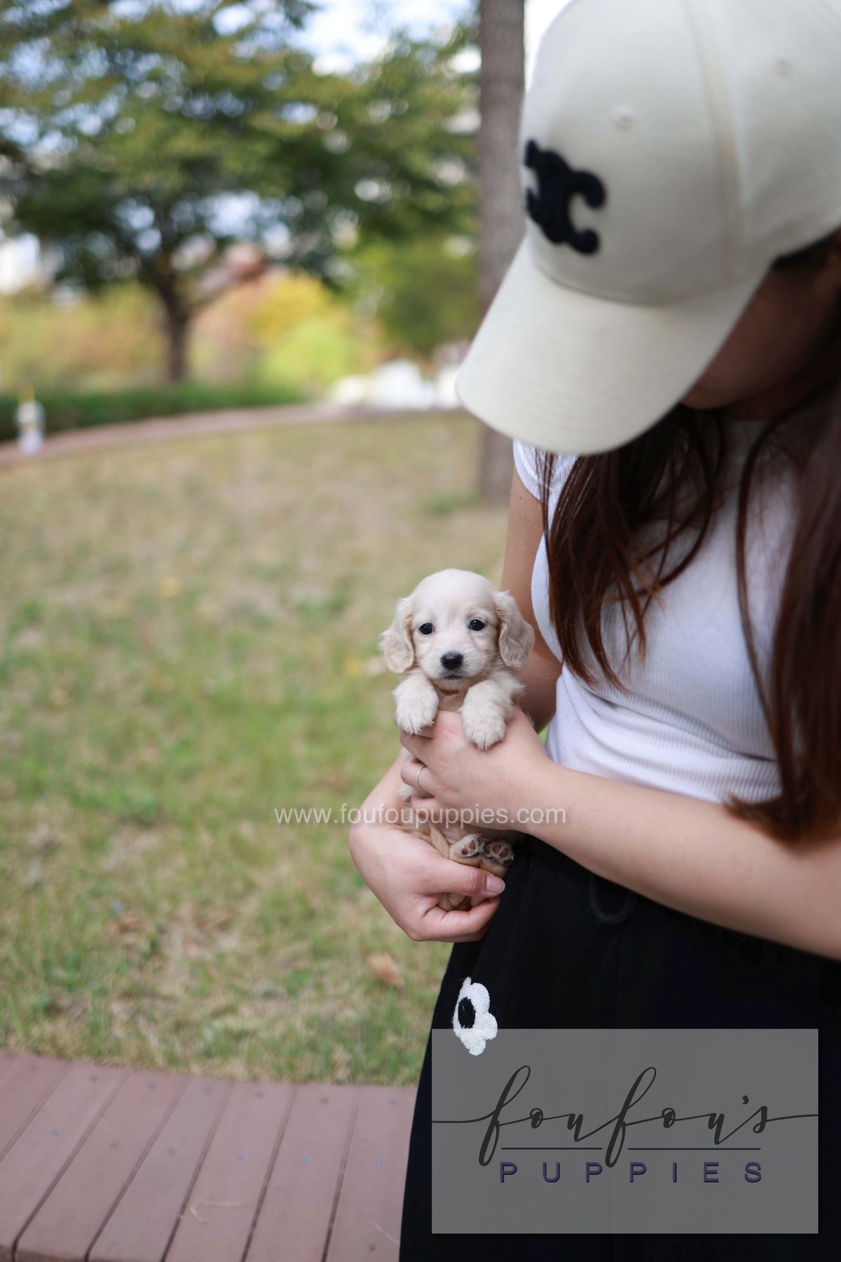Winnie - Dachshund F.