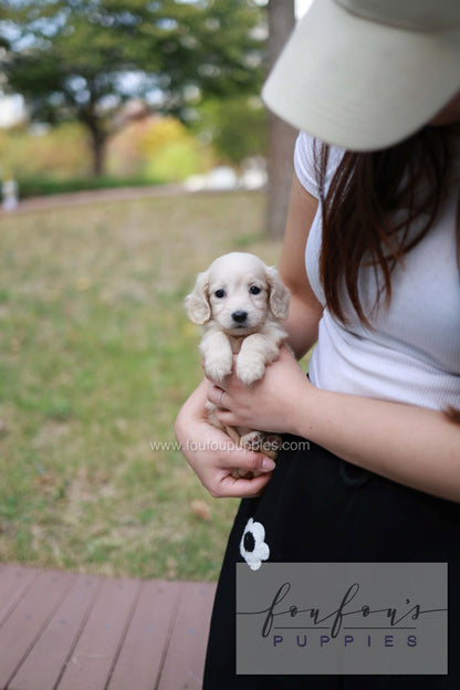 Winnie - Dachshund F.