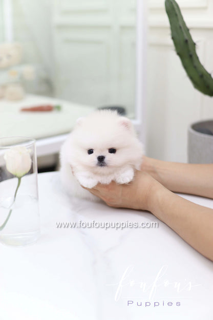 Miss Cotton Candy - Pomeranian F.