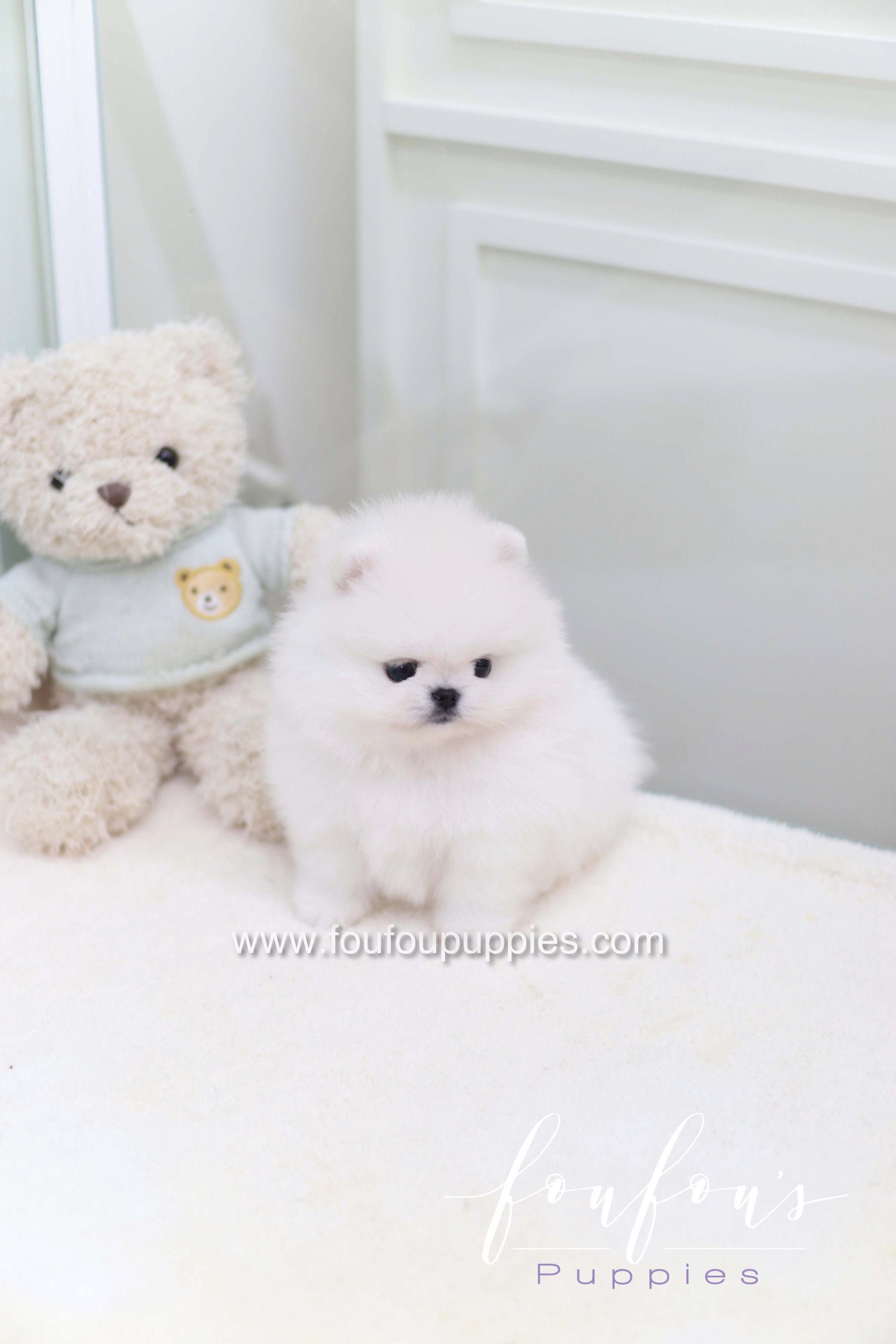 Miss Cotton Candy - Pomeranian F. RESERVED