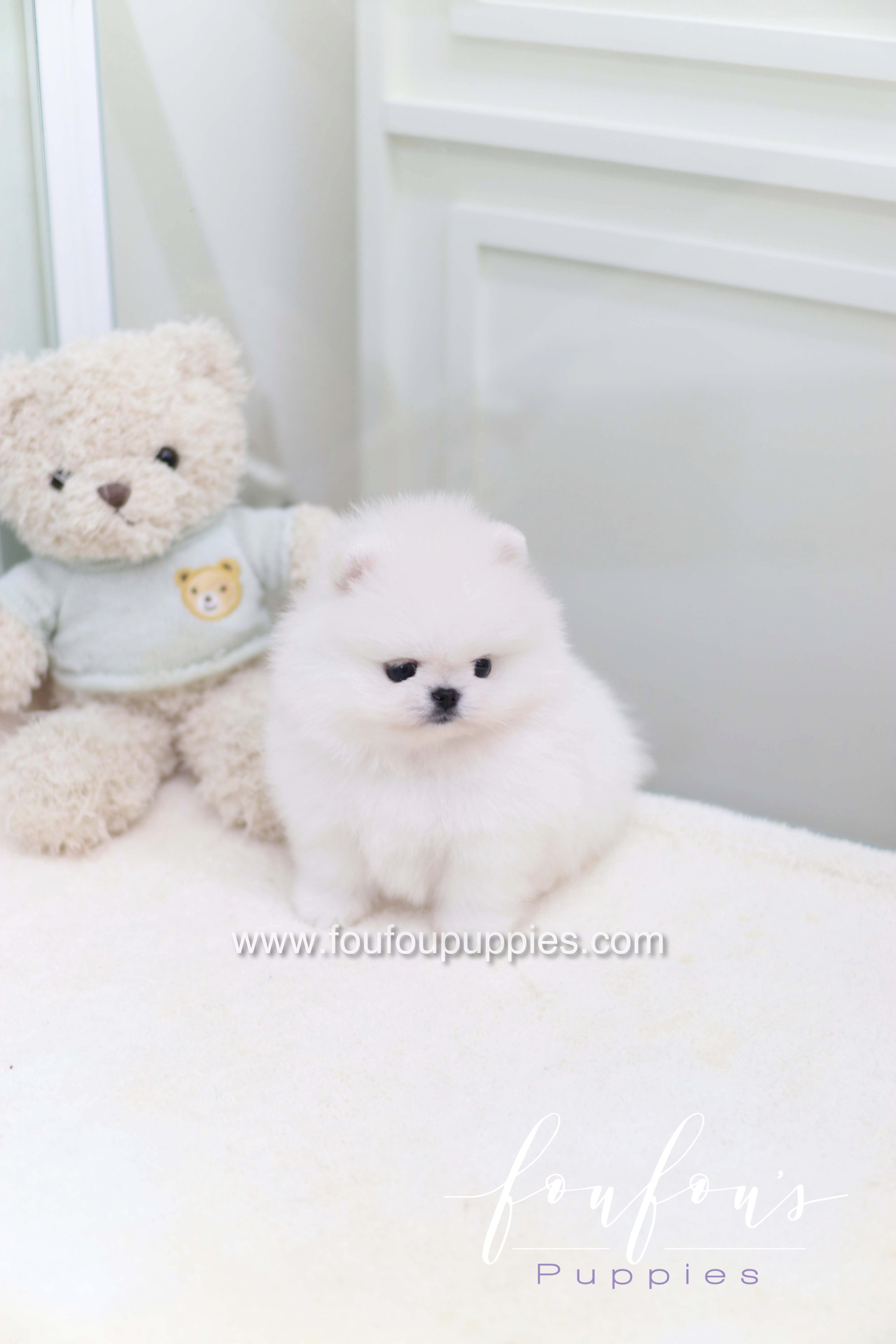 Miss Cotton Candy - Pomeranian F.